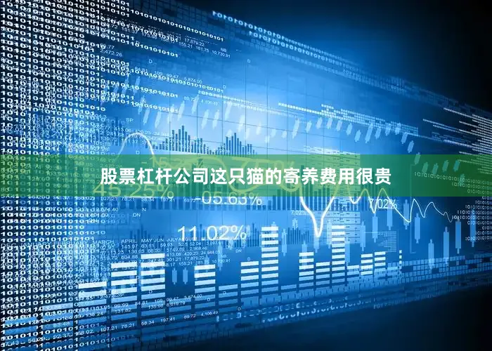 股票杠杆公司这只猫的寄养费用很贵
